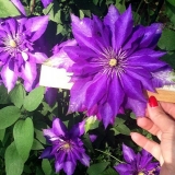 Clematis daniel deronda: fotografija, opis, grupa za obrezivanje